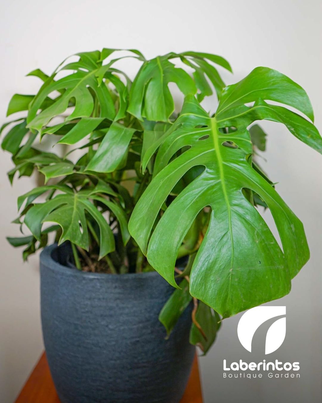 Planta Monstera o Costilla de Adán en maceta gris