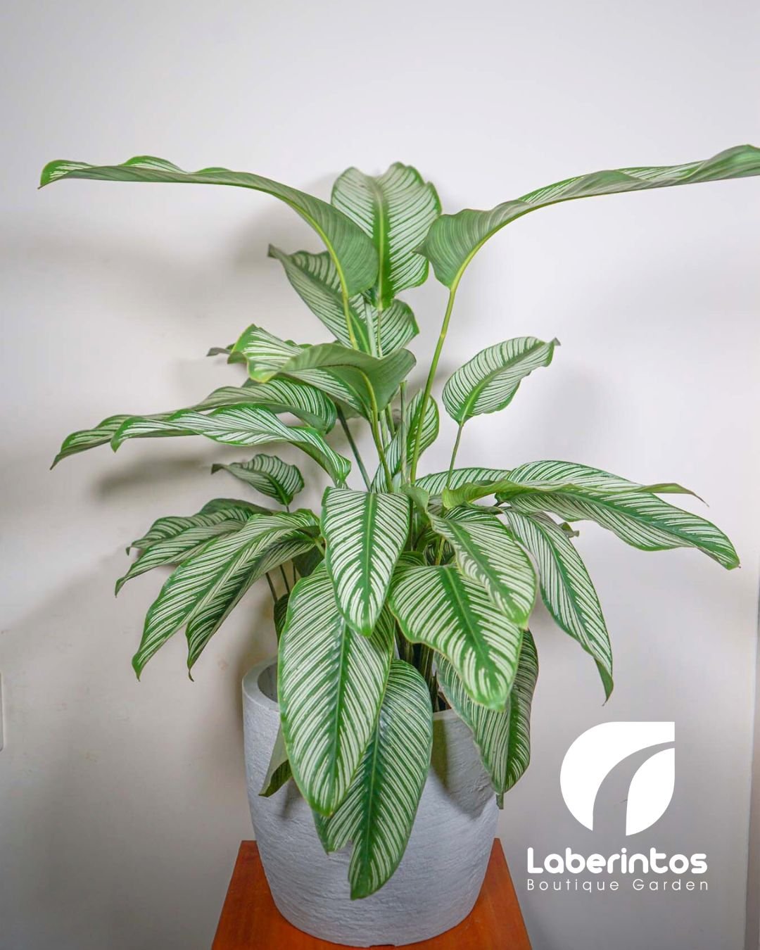 Planta Calathea Ornata o Raya de Lápiz en maceta color beige