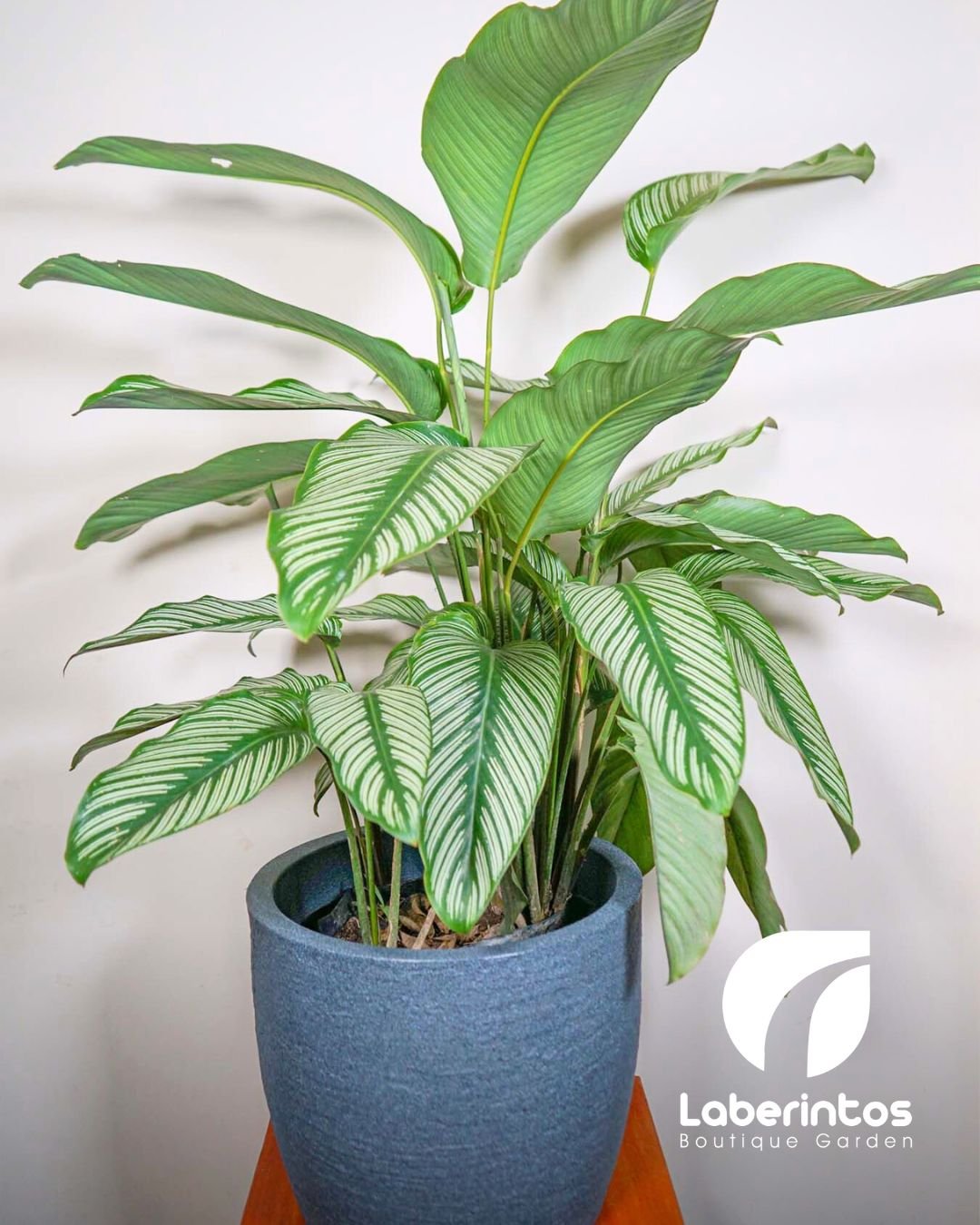 Planta Calathea Ornata o Raya de Lápiz en maceta color gris