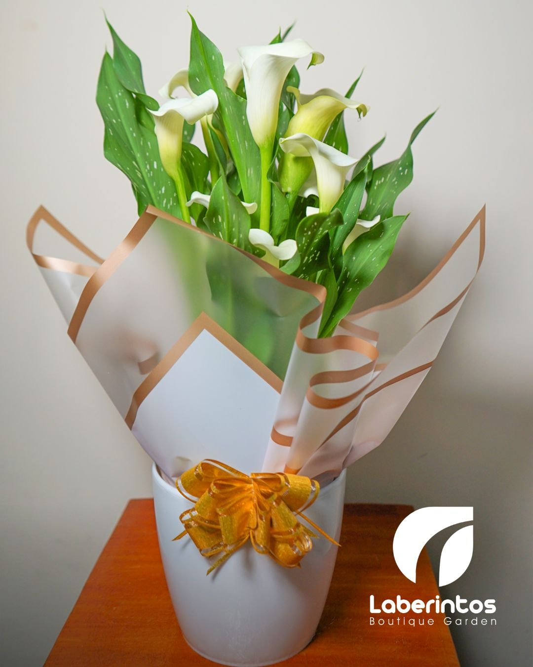 Cala o Cartucho Blanco decorada para regalo con maceta color blanca