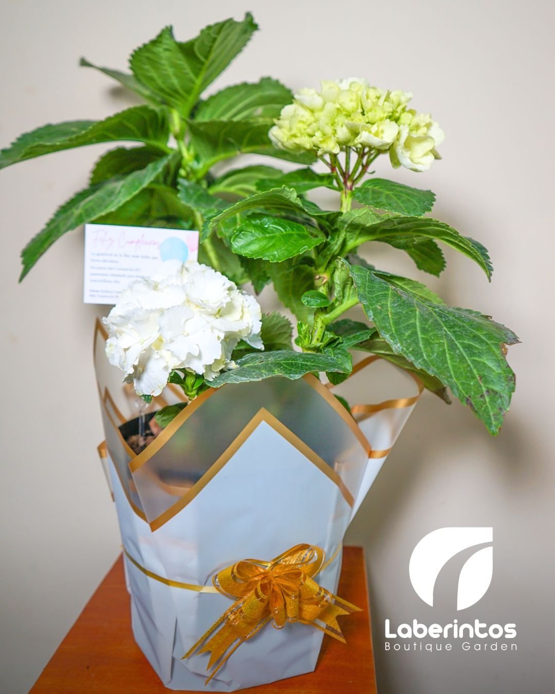 Hortensia o Hydrangea color blanco con maceta grande, decorada para regalo