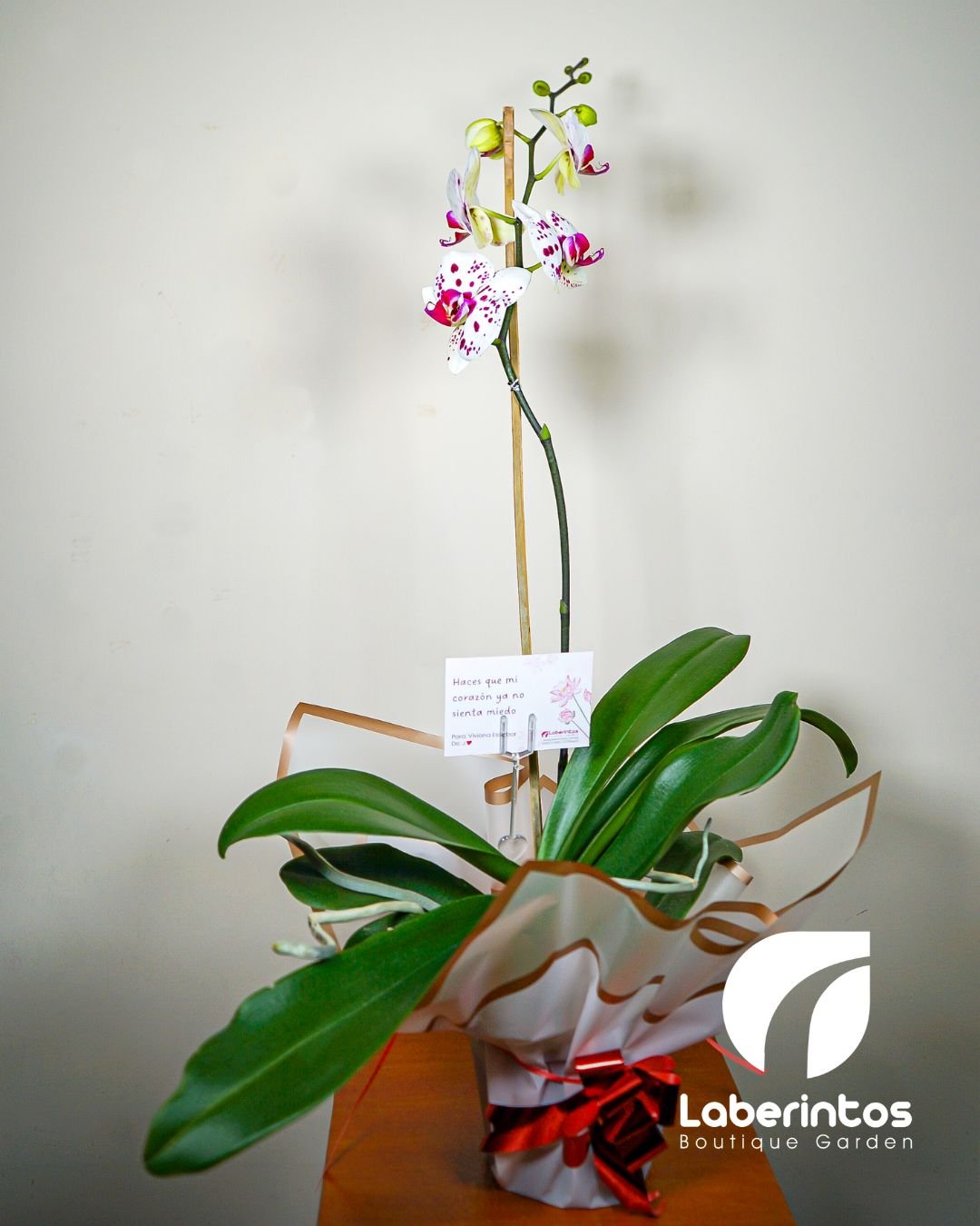 Orquídea Phalaenopsis blanca con centro escarlata con maceta blanca para regalo