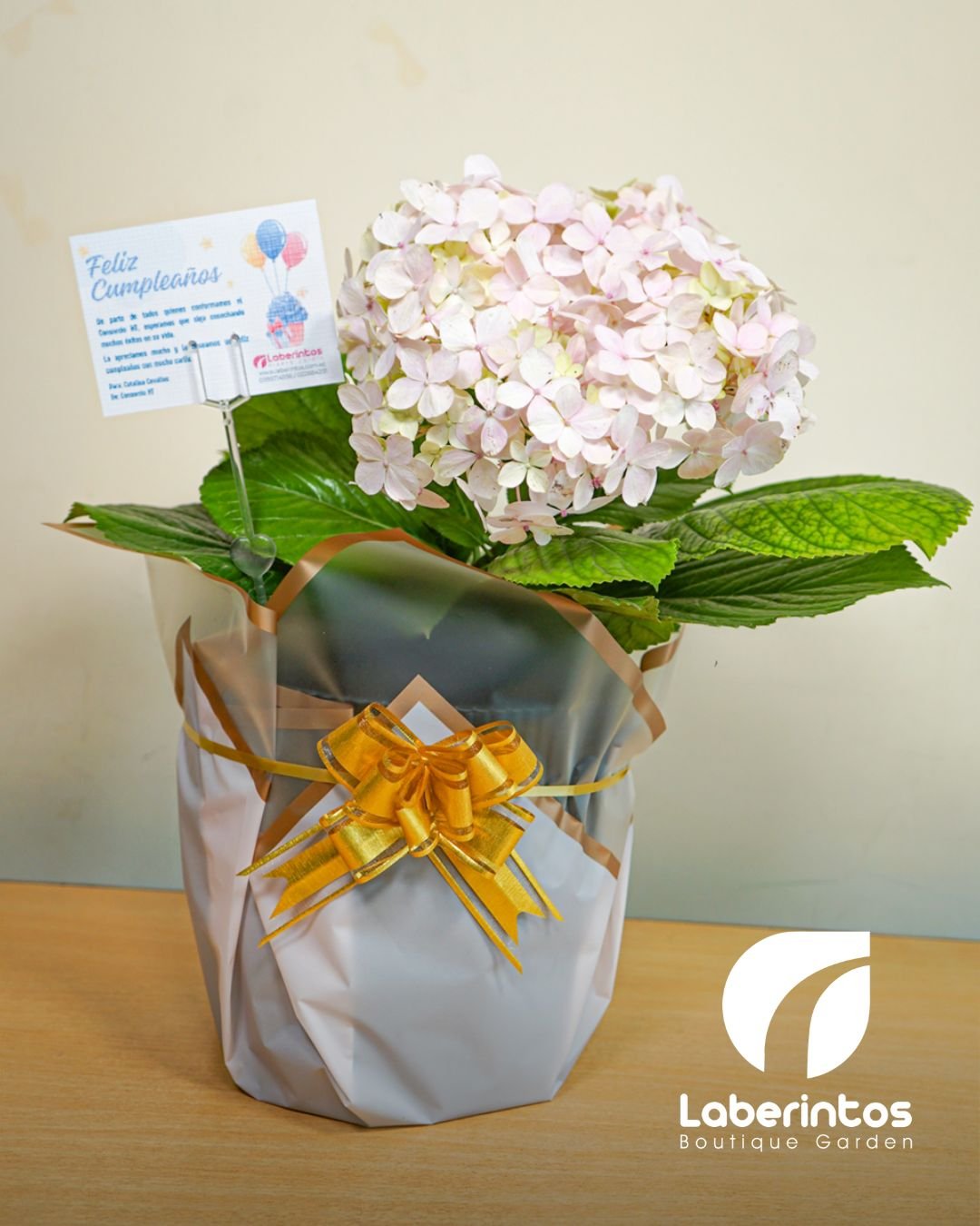 Hortensia o Hydrangea color rosa con maceta grande, decorada para regalo
