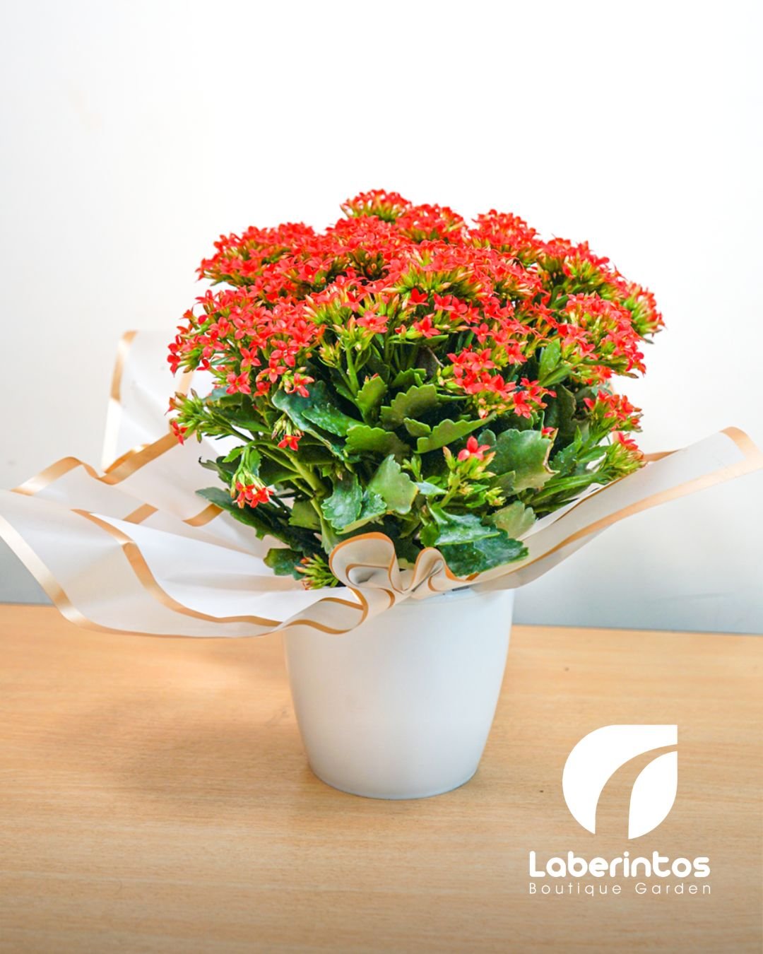 Kalanchoa color roja con maceta blanca decorada para regalo