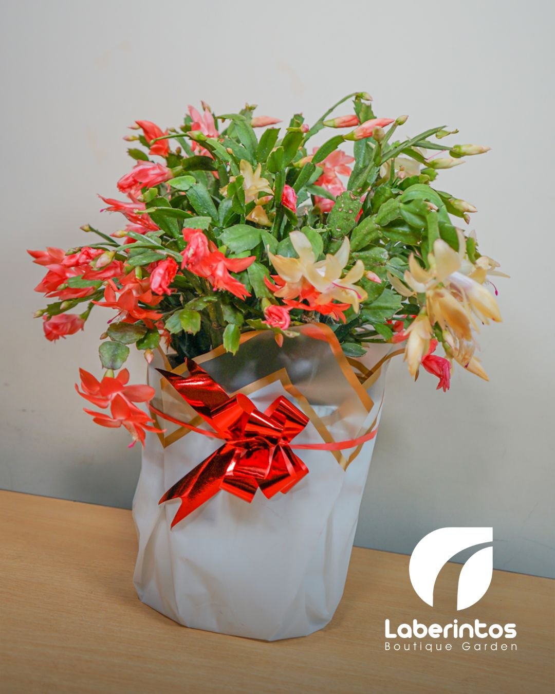 Filo Cactus o Cactus de Navidad Bicolor Rojo y melón con maceta grande decorada para regalo
