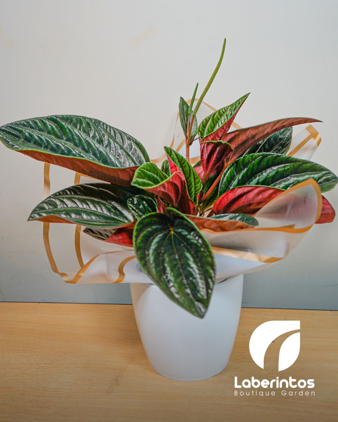 Peperomia decorada para regalo