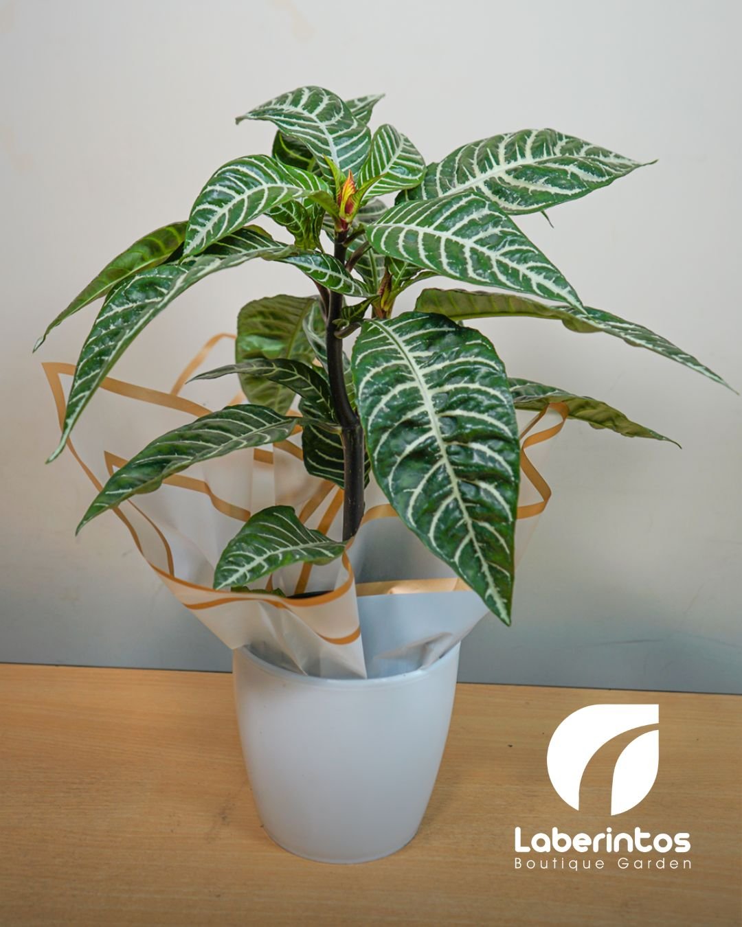 Aphelandra o Planta Cebra decorada para regalo