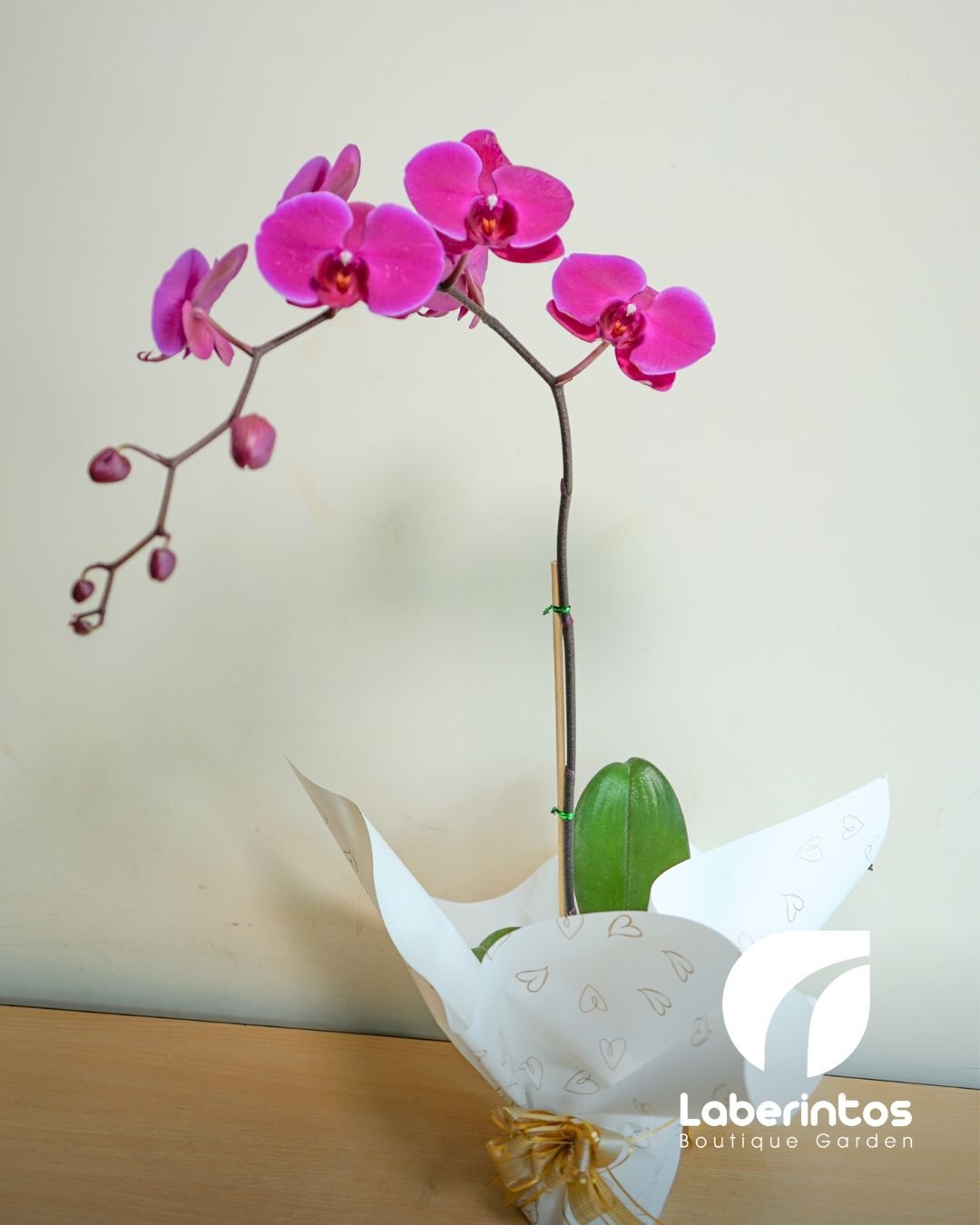 Orquídea Phalaenopsis violeta decorada para regalo