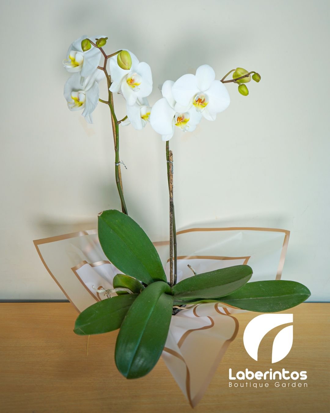 Orquídea Phalaenopsis blanca decorada para regalo