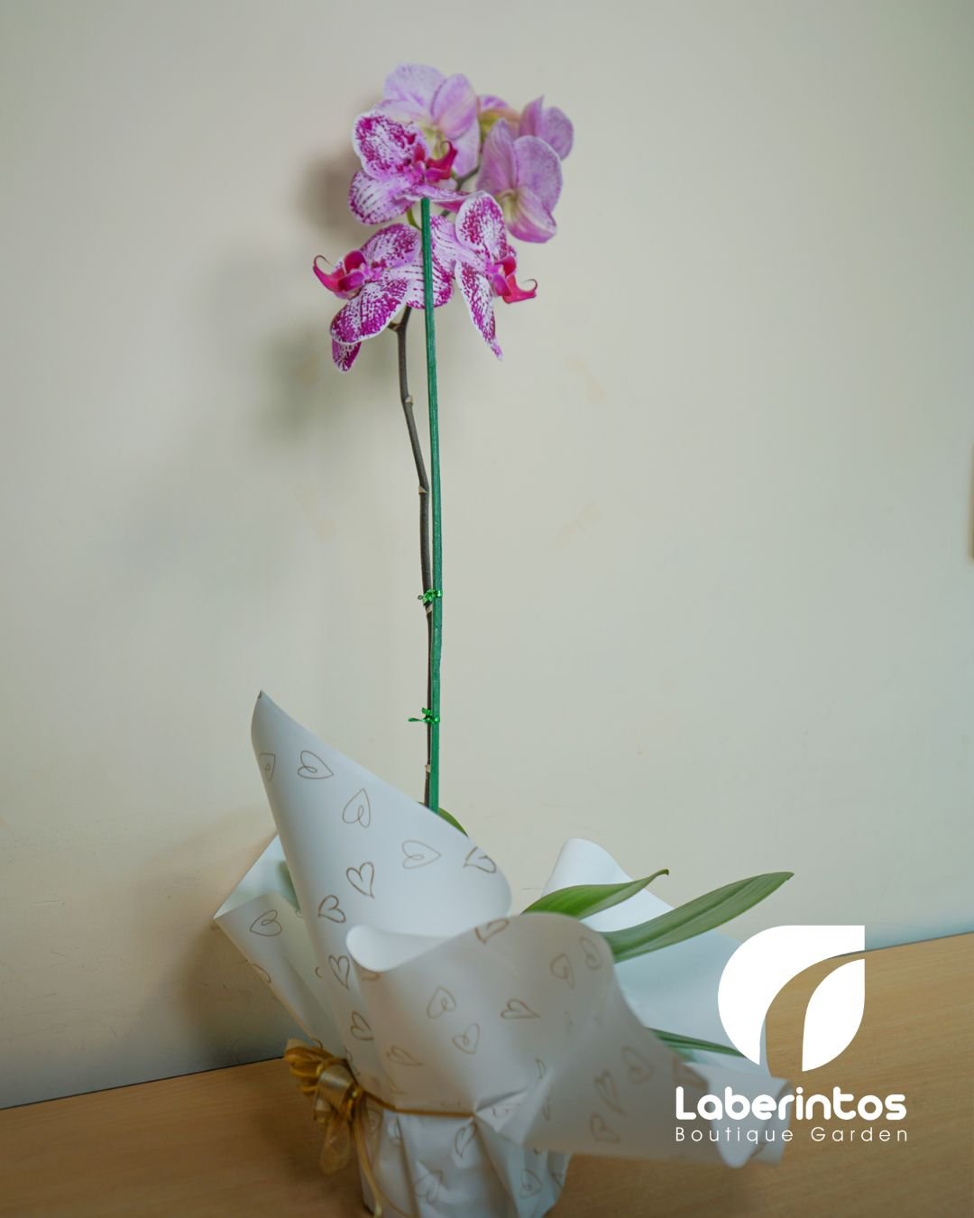 Orquídea Phalaenopsis fucsia bicolor decorada para regalo