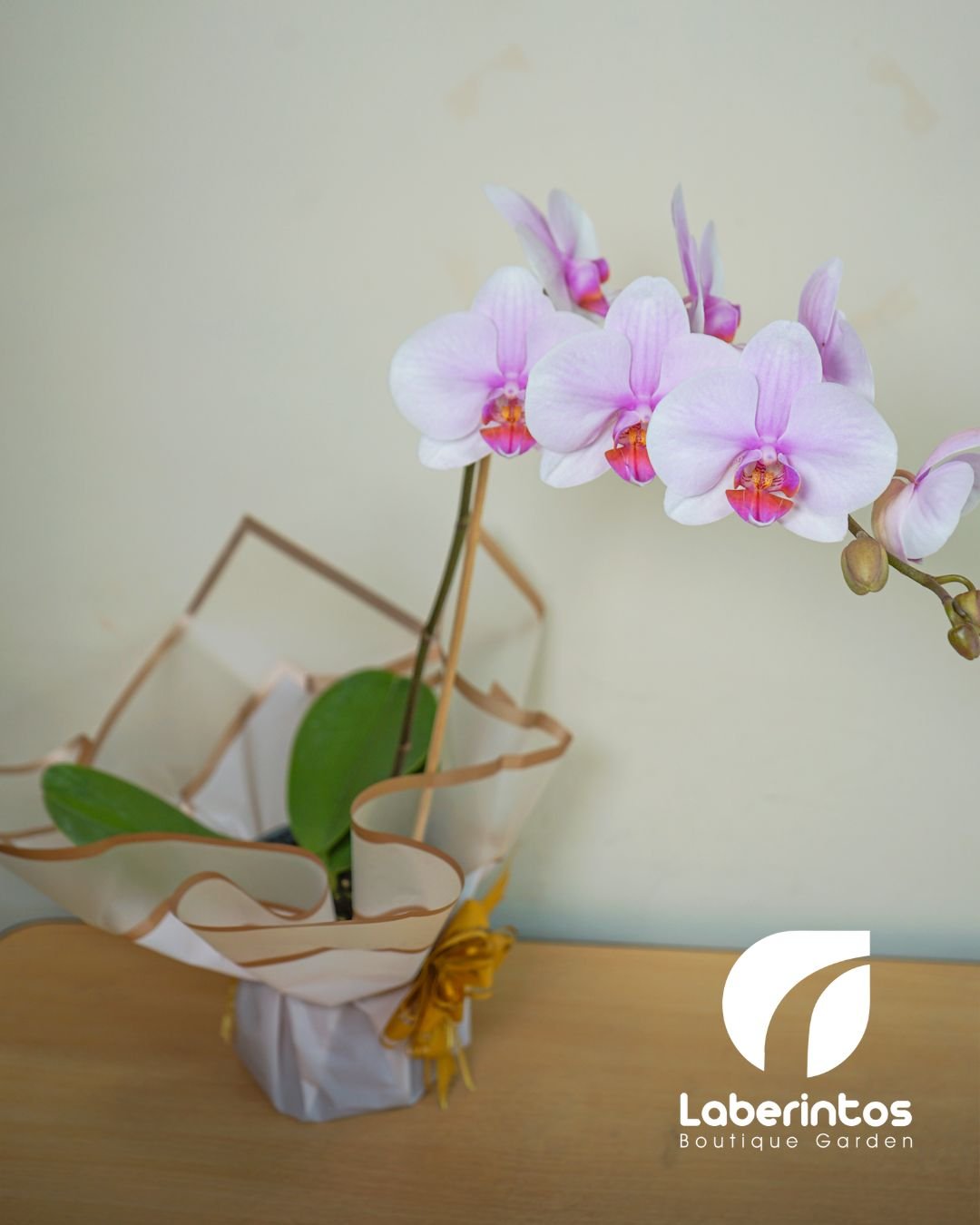 Orquídea Phalaenopsis blanca con centro violeta decorada para regalo