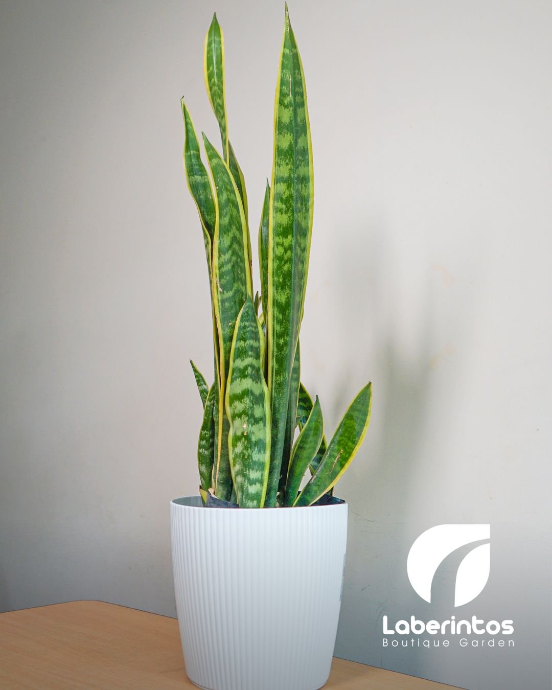 Lengua de Suegra o Sansevieria con maceta mediana blanca
