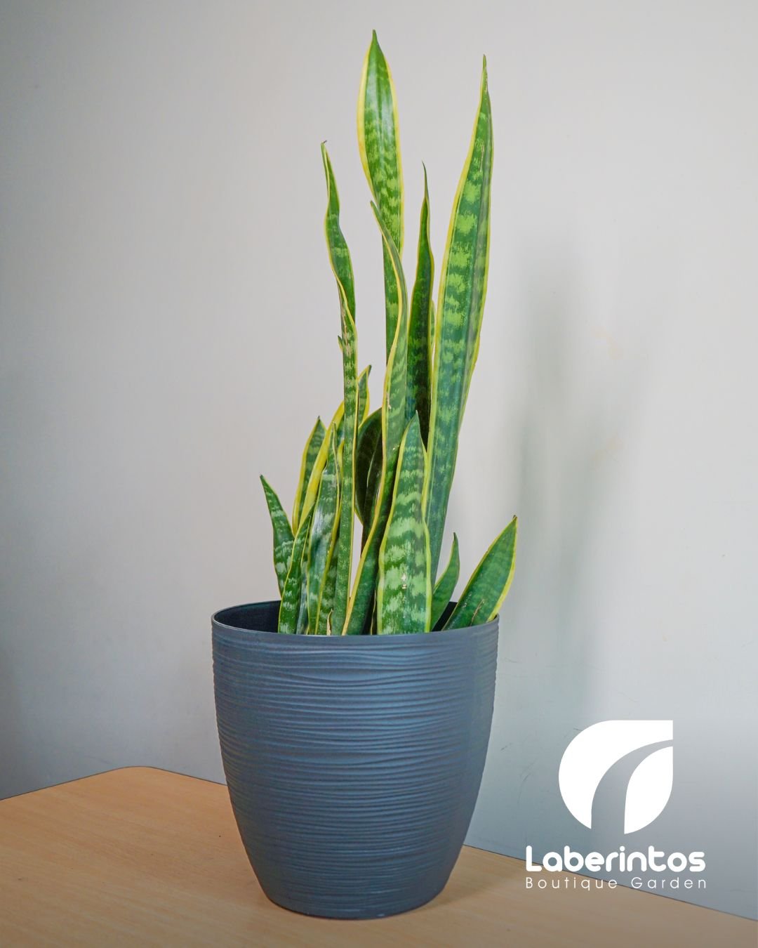 Lengua de Suegra o Sansevieria con maceta grande negra