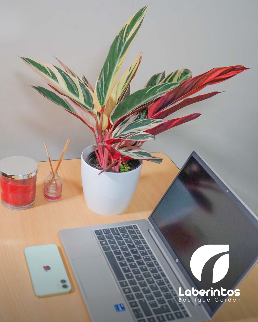 Stromanthe (Calathea Roseopicta) en maceta blanca