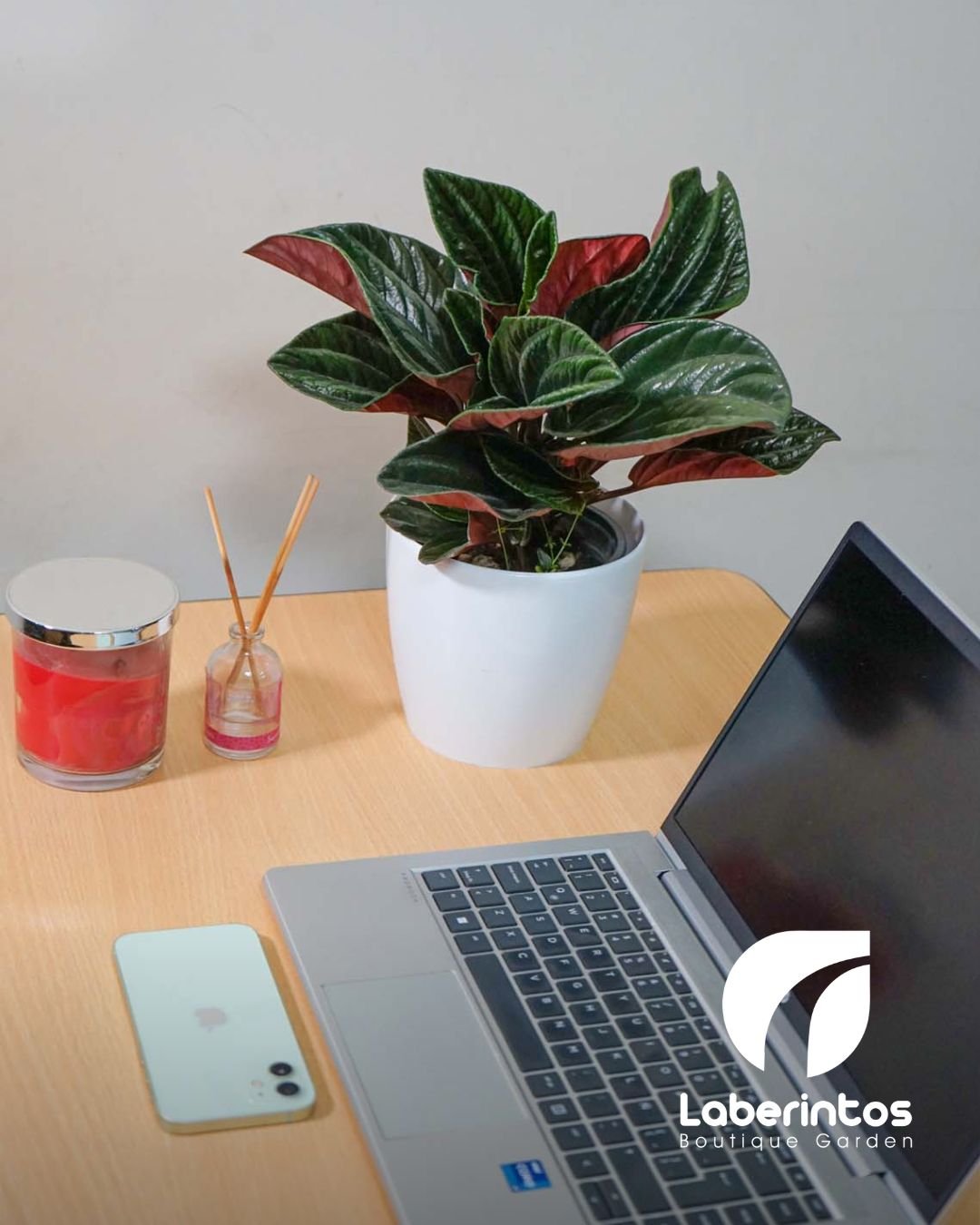 Peperomia Caperata con maceta blanca