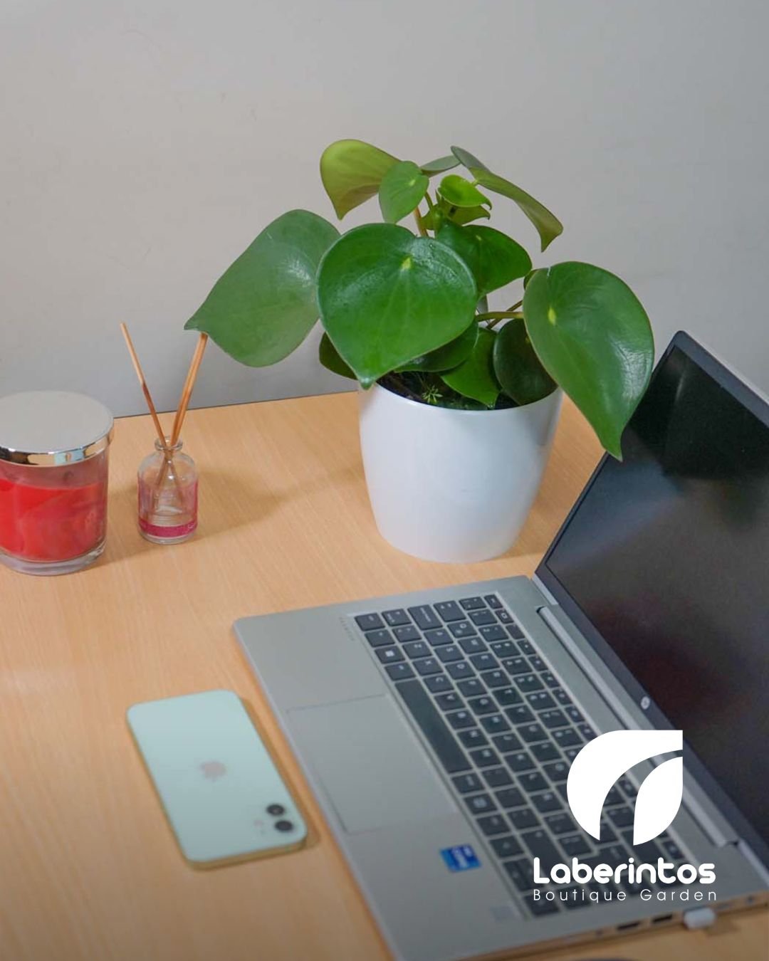 Peperomia obtusifolia ó caucho bebé con maceta blanca