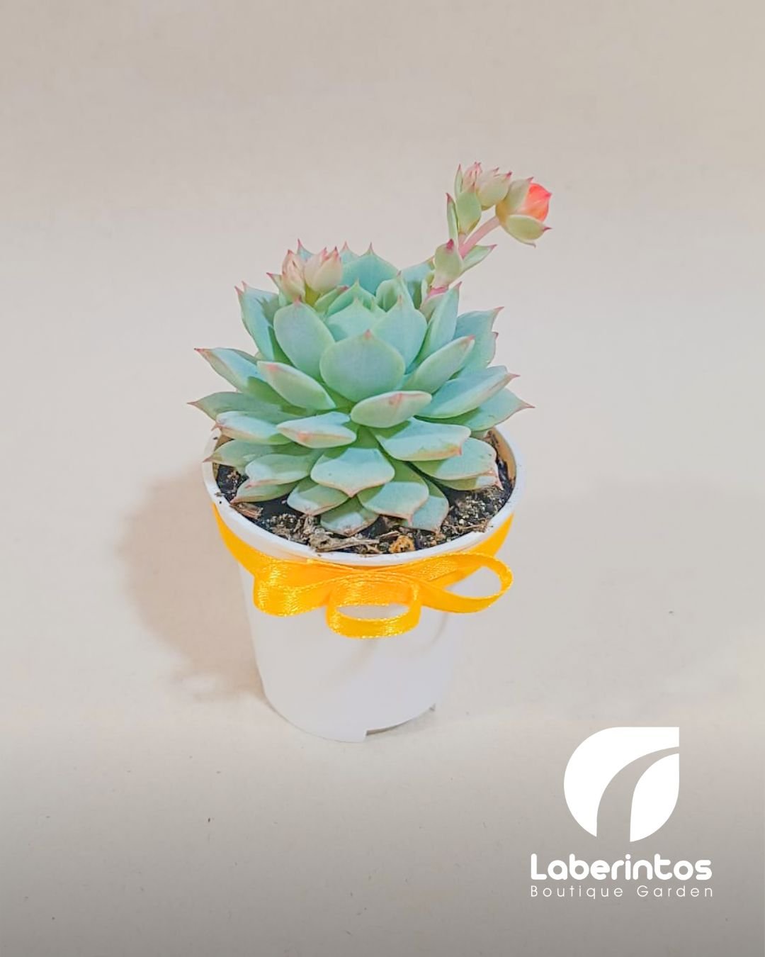 Suculentas en maceta plástica de 5x5 cm para recuerdos x docena