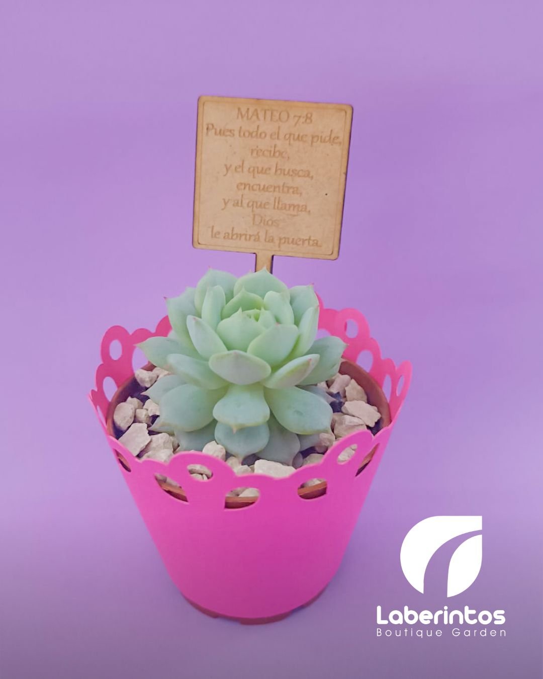 Suculentas en maceta plástica cubierta con papel con topper MDF para recuerdos x docena