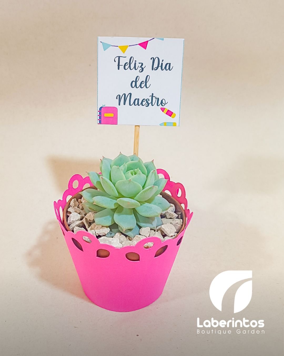 Suculentas en maceta plástica cubierta con papel con tarjeta impresa para recuerdos x docena