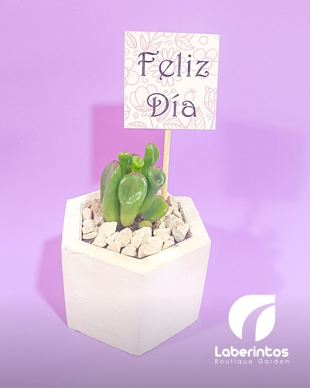 Suculentas en maceta de yeso 7x5 cm con tarjeta impresa para recuerdos x docena