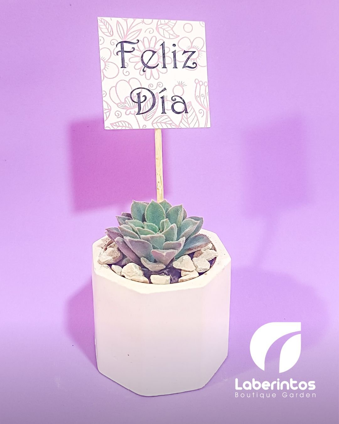 Suculentas en maceta de yeso 5x5 cm con tarjeta impresa para recuerdos x docena
