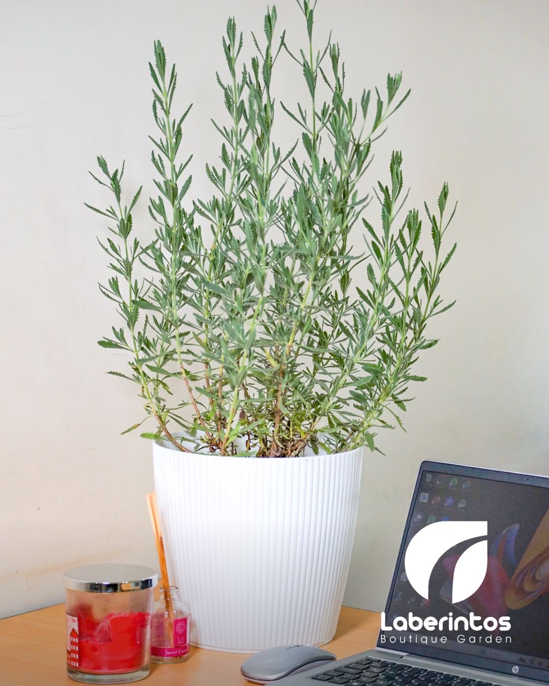 Planta de Lavanda dentada en maceta color blanca