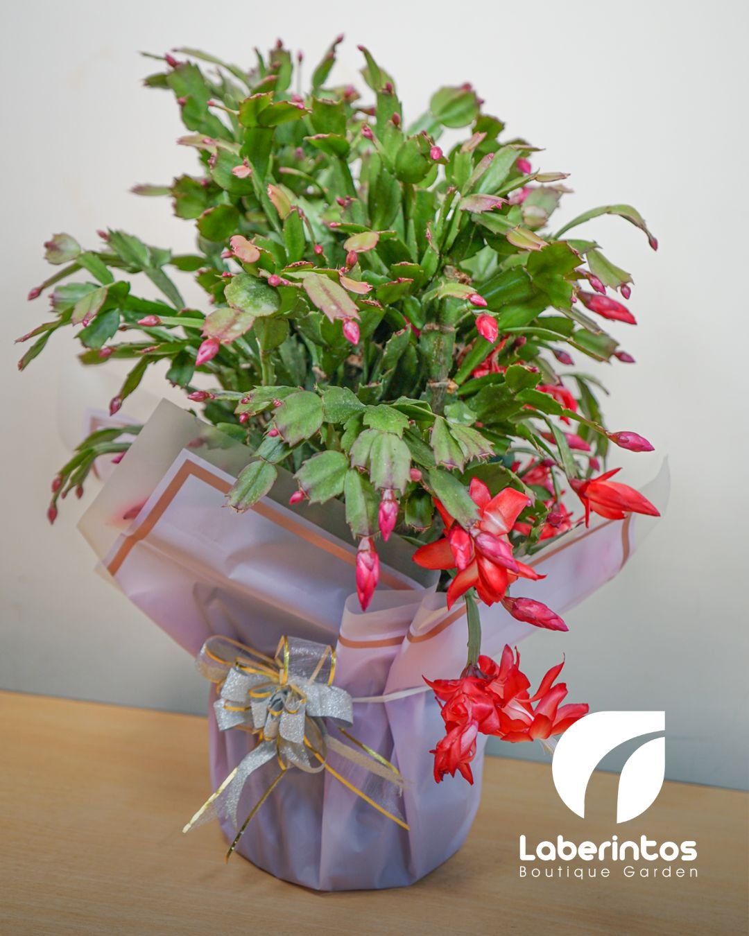 Filo Cactus o Cactus de Navidad Rojo decorada para regalo