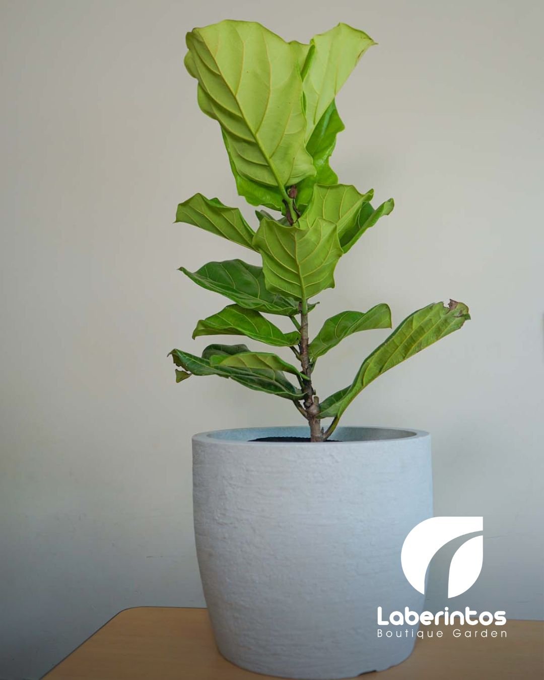 Planta de Ficus Lyrata hojas verdes en maceta blanca grande