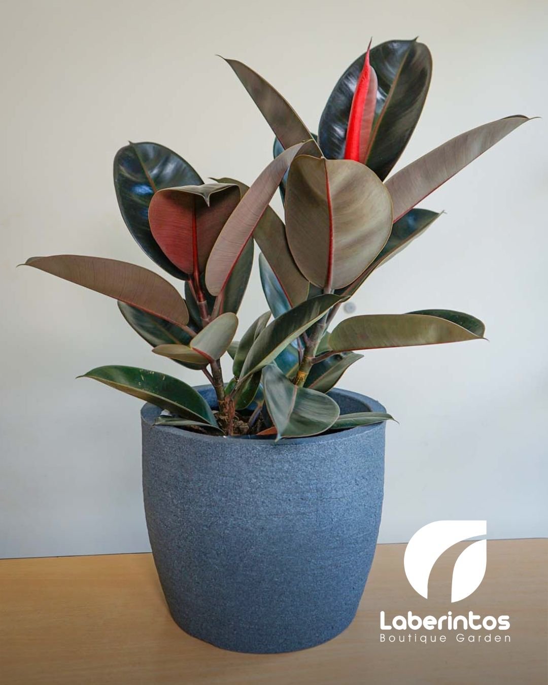 Planta de Caucho Ficus Elastica hojas verde obscuro en maceta gris