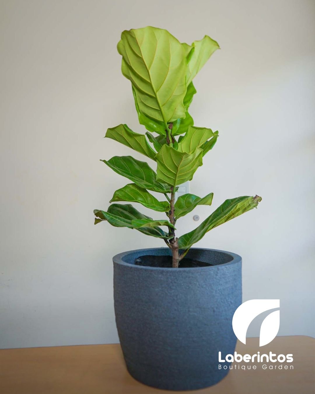 Planta de Caucho Ficus Lyrata hojas verde en maceta gris grande